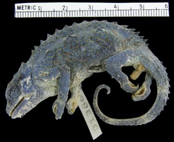 Media type: image; Herpetology R-31386